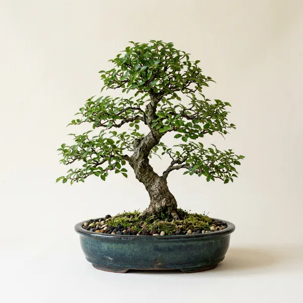 Chinese Elm Bonsai